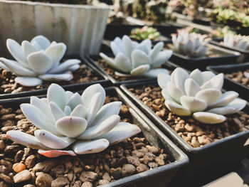 Close-up of white flowering plants