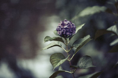 Close-up of purple flowering plant