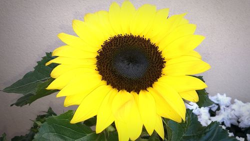 Close-up of fresh sunflower blooming outdoors