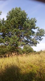 Trees on field against sky