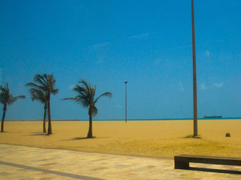 Palm trees on beach