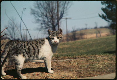 Cat standing in field