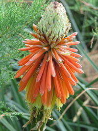 Close-up of yellow flowers