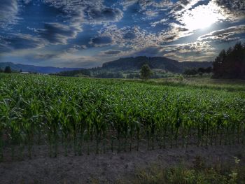 Scenic view of agricultural field against sky
