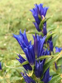 Close-up of purple flowering plant on field