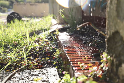 Close-up of plants growing on land
