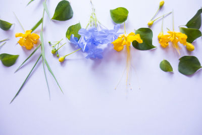 Close-up of yellow flowers over white background