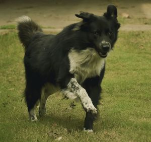 Dog standing on grassy field