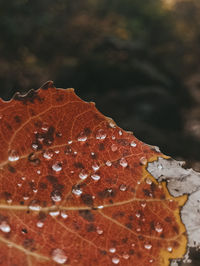 Close-up of raindrops on leaves during rainy season