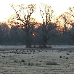 Bare trees on field against sky during sunset