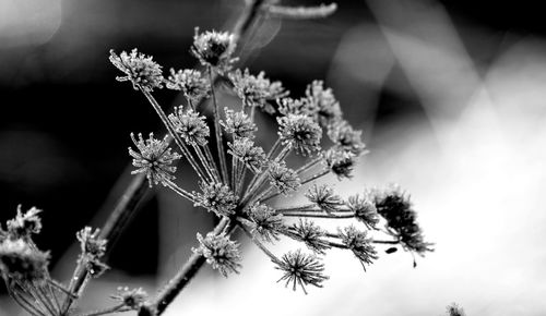 Close-up of flowering plant