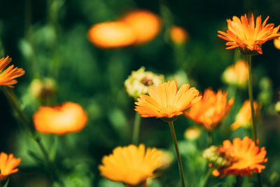 Close-up of yellow flowering plant