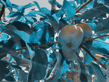 Close-up of fruits growing on tree