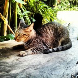 Cat lying on couch