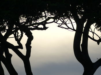 Close-up of silhouette tree against sky