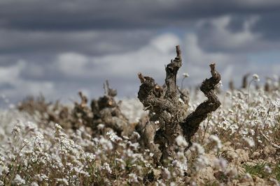 Close-up of dead tree by flowering plants