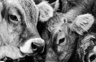 Close-up of cows