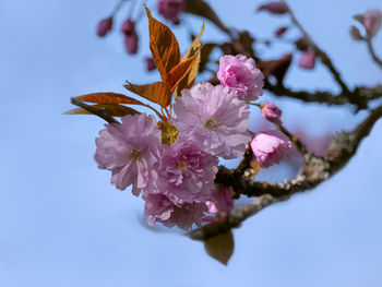 Close-up of pink cherry blossoms in spring