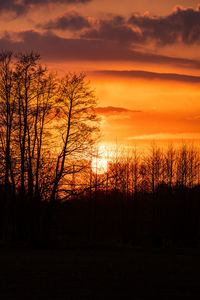 Silhouette trees in forest during sunset