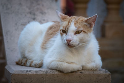 Close-up of cat sitting outdoors