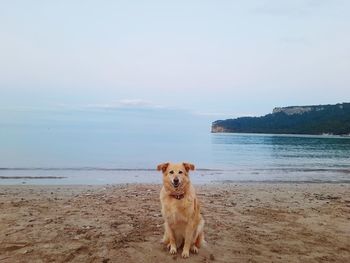 Dog running on beach against sky