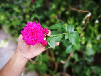 Close-up of pink flower blooming outdoors