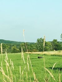 Scenic view of field against clear sky