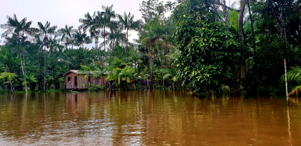 Plants and trees by lake against building