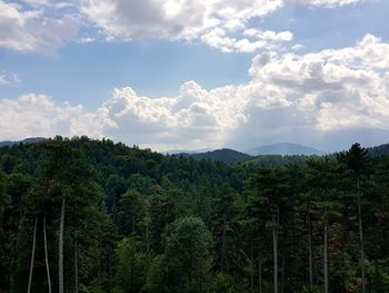 Panoramic view of forest against sky