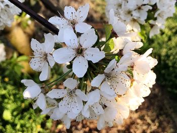 Close-up of fresh flowers on tree