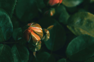 High angle view of orange flowering plant