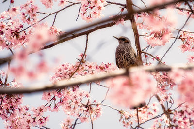 Bird perching on cherry blossom tree