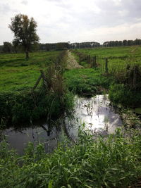 Scenic view of swamp on field against sky