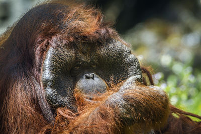 Close-up of a monkey