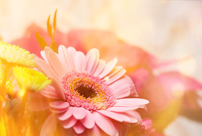 Close-up of pink daisy flower