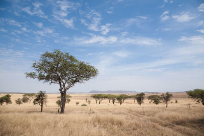 Trees on field against sky