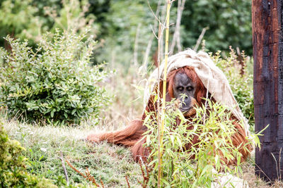 Portrait of a monkey