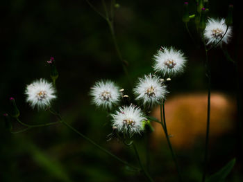 Close-up of flowers blooming outdoors