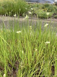 Close-up of water on grassy field by lake