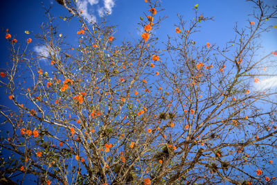 Low angle view of tree against blue sky