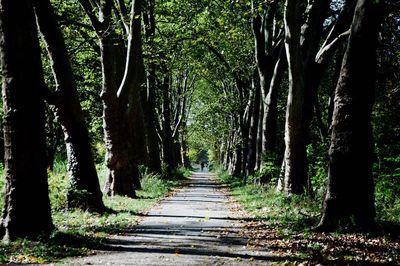 Narrow pathway along trees in park