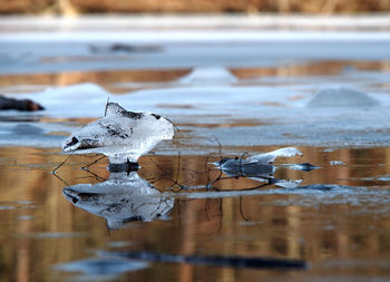 Close-up of ice crystals on lake during winter