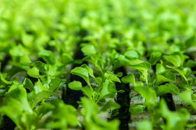 Full frame shot of fresh green plants