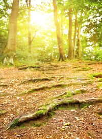 Trees growing in forest