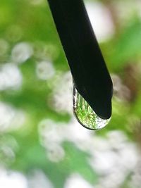 Close-up of plant