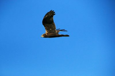 Low angle view of eagle flying against clear blue sky