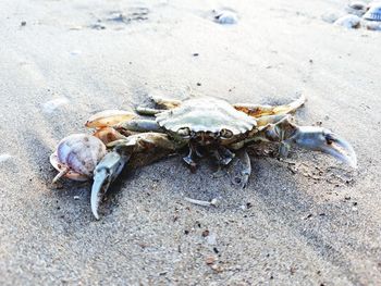 High angle view of shells on beach