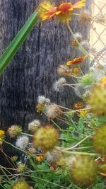 Close-up of bird on flower tree