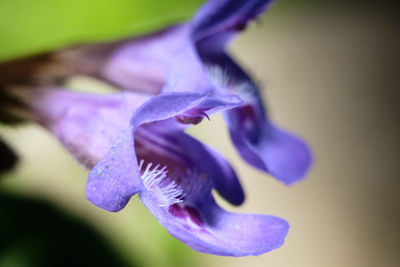 Close-up of purple iris flower