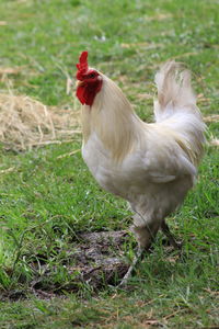 View of a bird on field